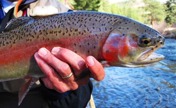 Denver fly fishing information - fishing trips